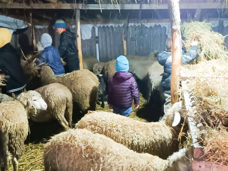 Family sustained by raising sheep