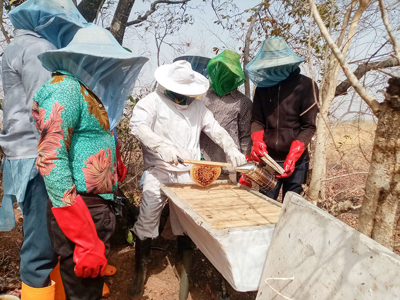 Beekeeping in Ghana