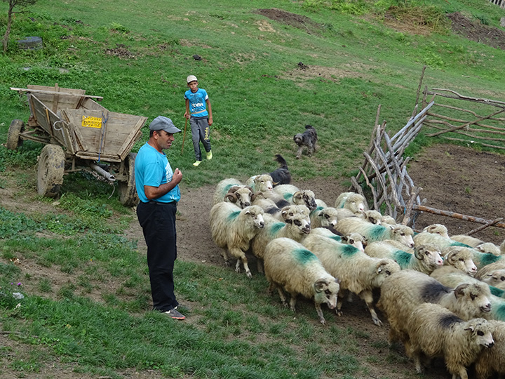 Milking Sheep Supports Romanian Family
